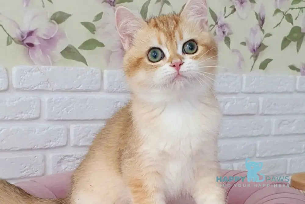 Kruasan British Shorthair male chocolate golden chinchilla live animals