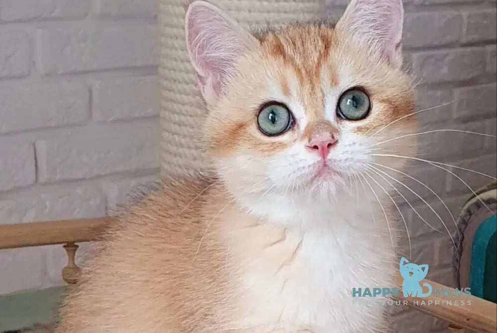 Kruasan British Shorthair male chocolate golden chinchilla live animals