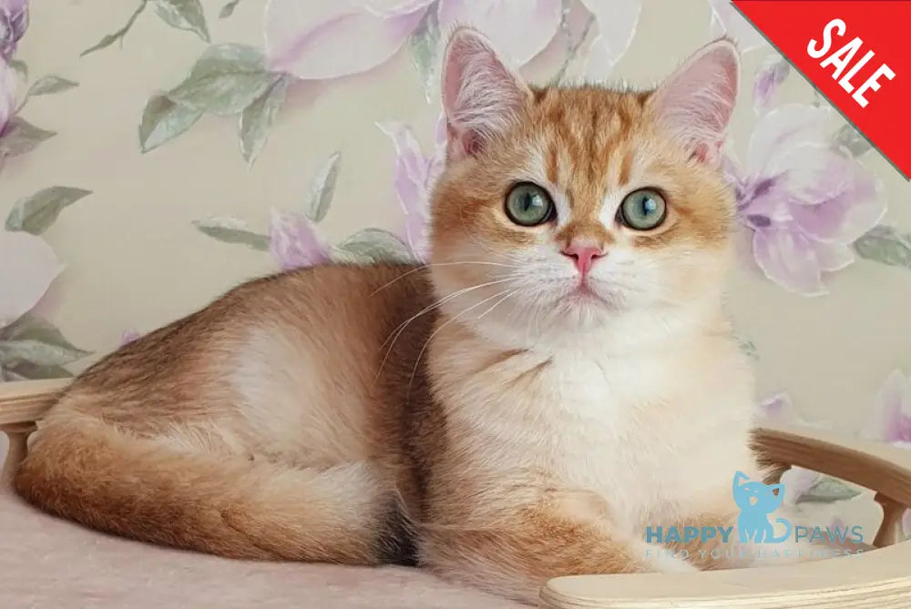 Kruasan British Shorthair male chocolate golden chinchilla live animals