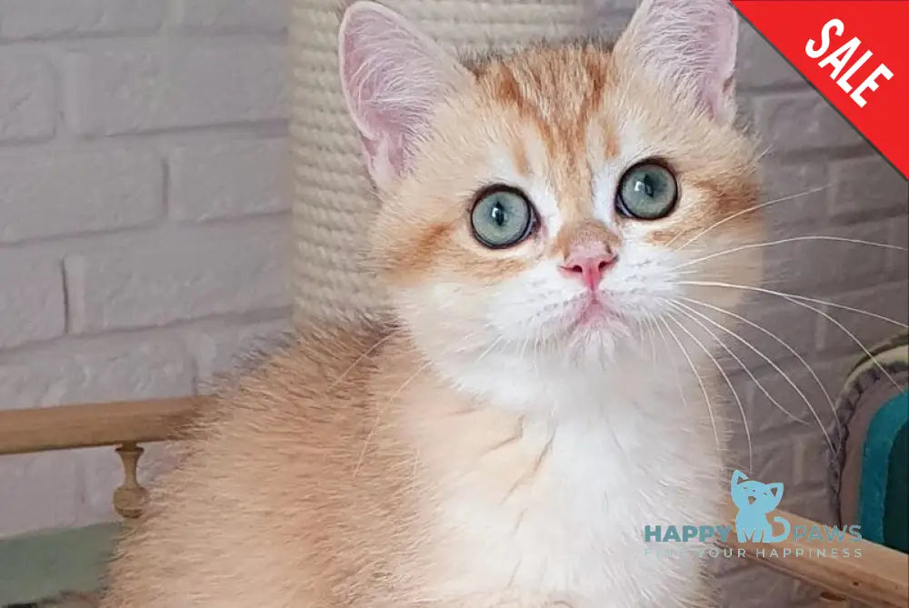Kruasan British Shorthair male chocolate golden chinchilla live animals