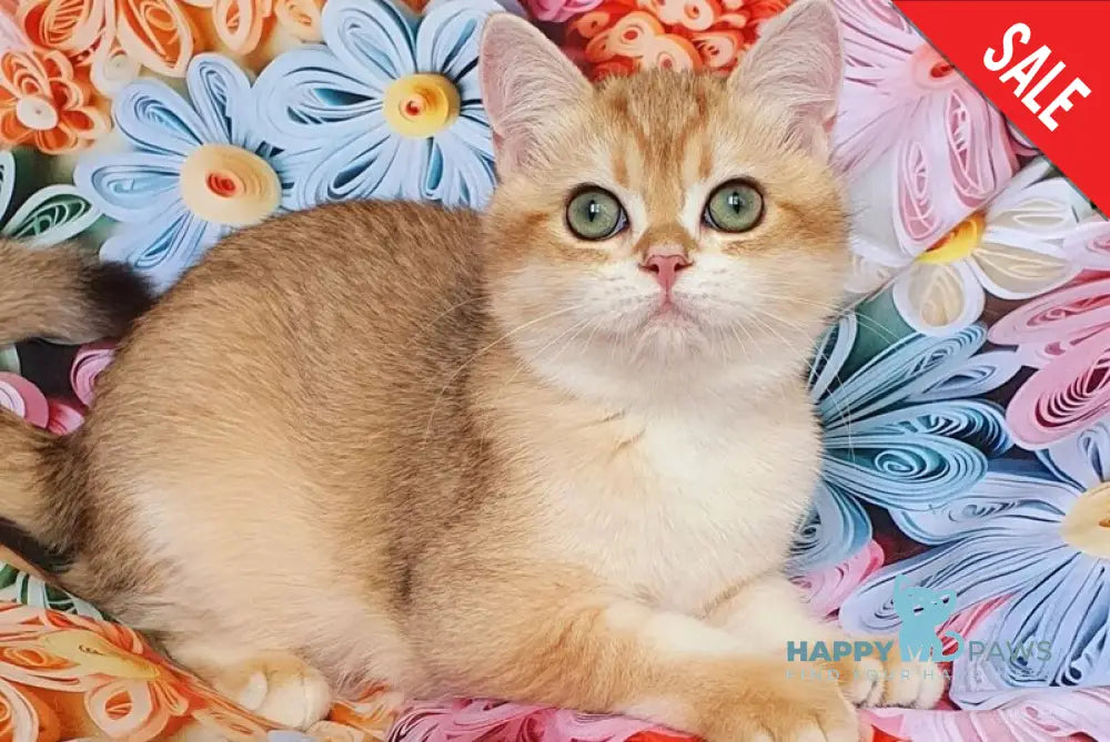 Kruasan British Shorthair male chocolate golden chinchilla live animals