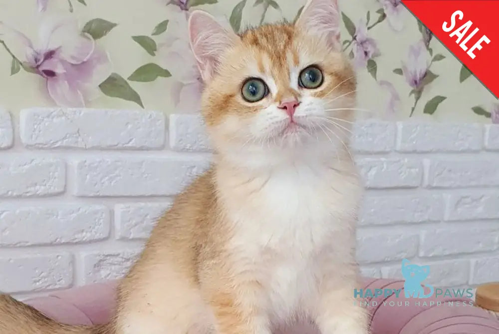 Kruasan British Shorthair male chocolate golden chinchilla live animals