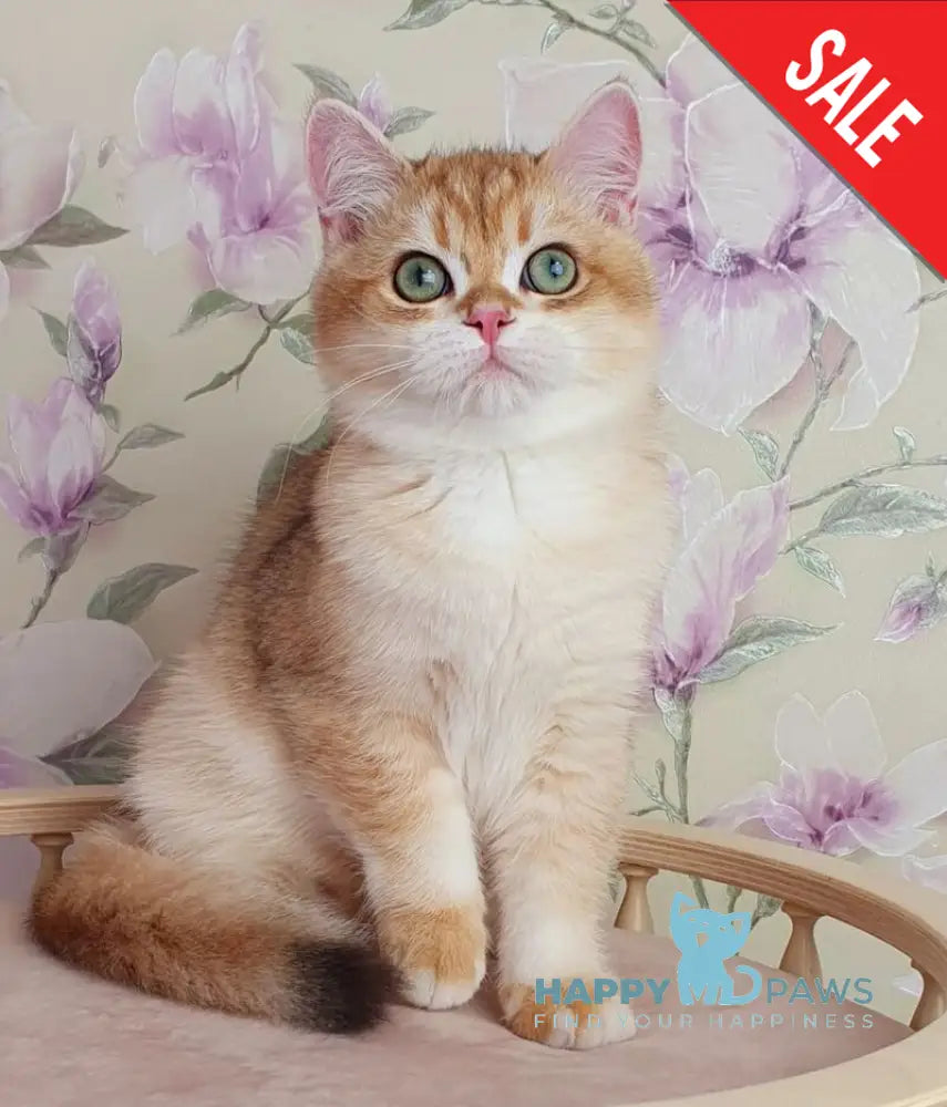 Kruasan British Shorthair male chocolate golden chinchilla live animals