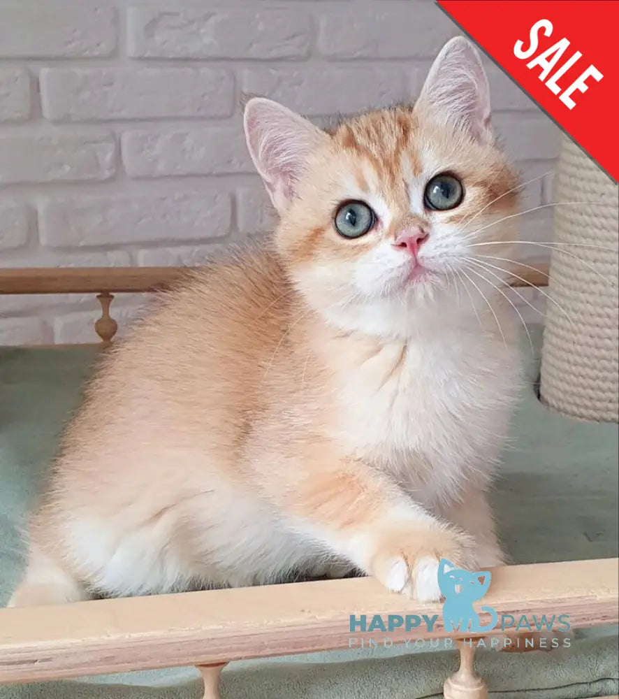 Kruasan British Shorthair male chocolate golden chinchilla live animals