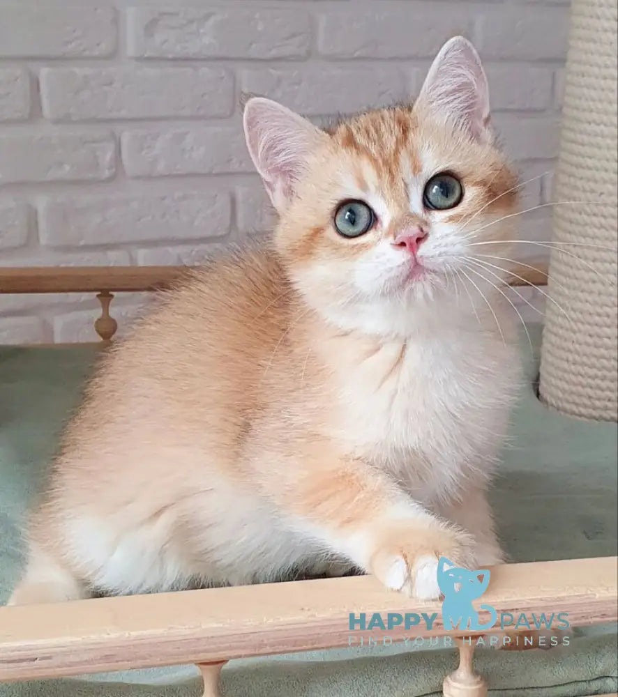 Kruasan British Shorthair male chocolate golden chinchilla live animals