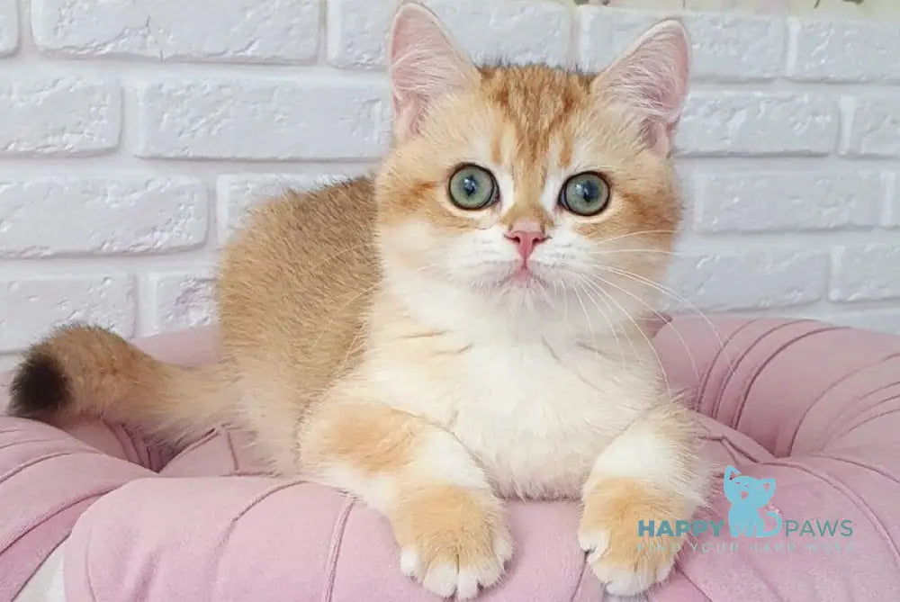 Kruasan British Shorthair male chocolate golden chinchilla live animals