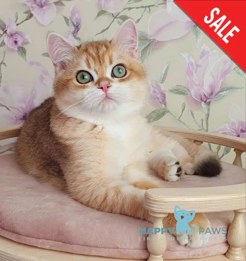 Kruasan British Shorthair male chocolate golden chinchilla live animals
