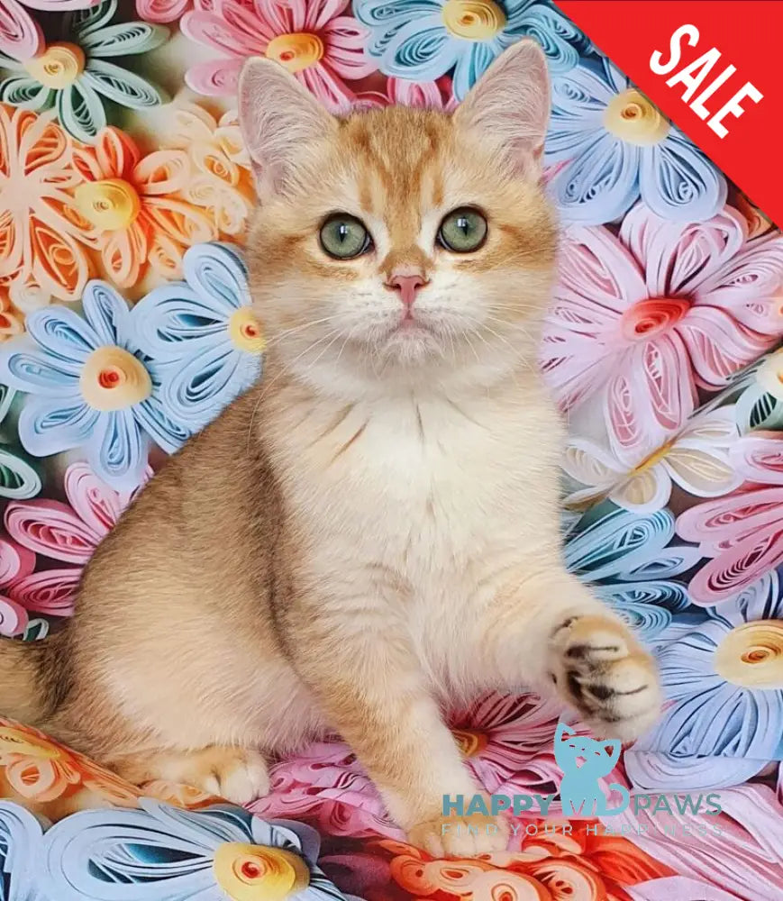 Kruasan British Shorthair male chocolate golden chinchilla live animals
