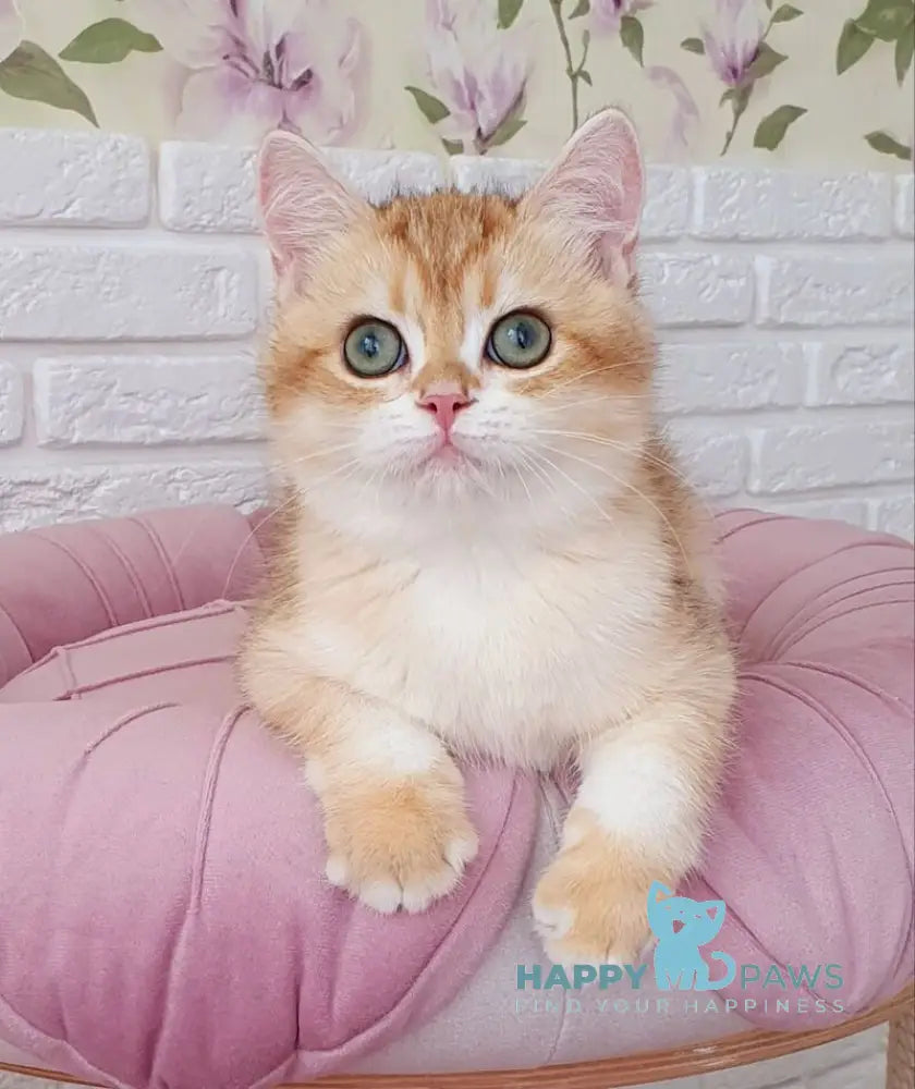 Kruasan British Shorthair male chocolate golden chinchilla live animals