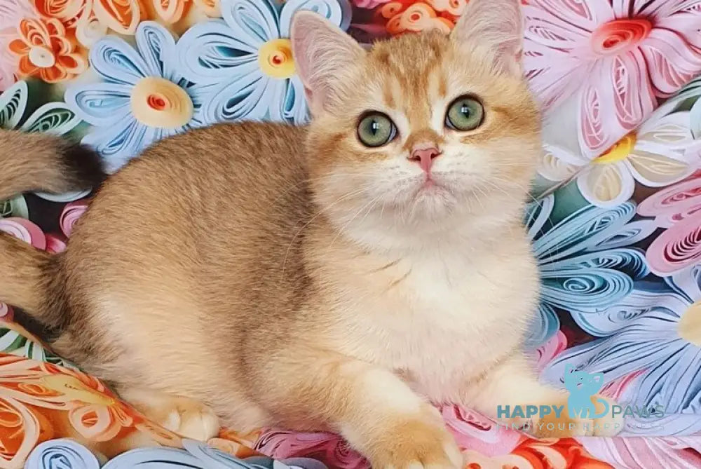 Kruasan British Shorthair male chocolate golden chinchilla live animals