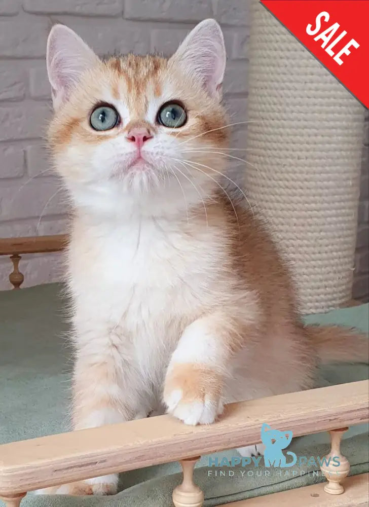 Kruasan British Shorthair male chocolate golden chinchilla live animals