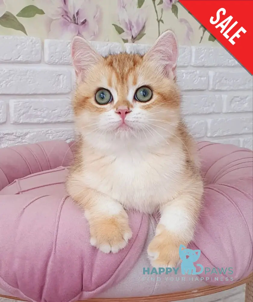 Kruasan British Shorthair male chocolate golden chinchilla live animals