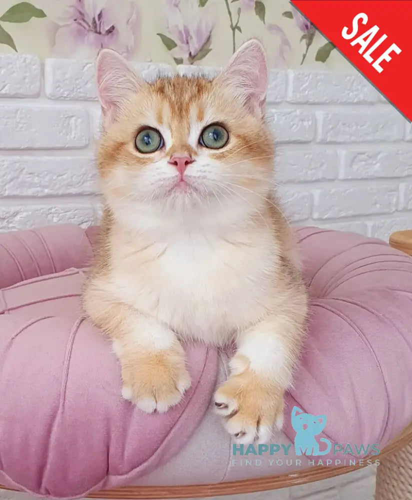 Kruasan British Shorthair male chocolate golden chinchilla live animals