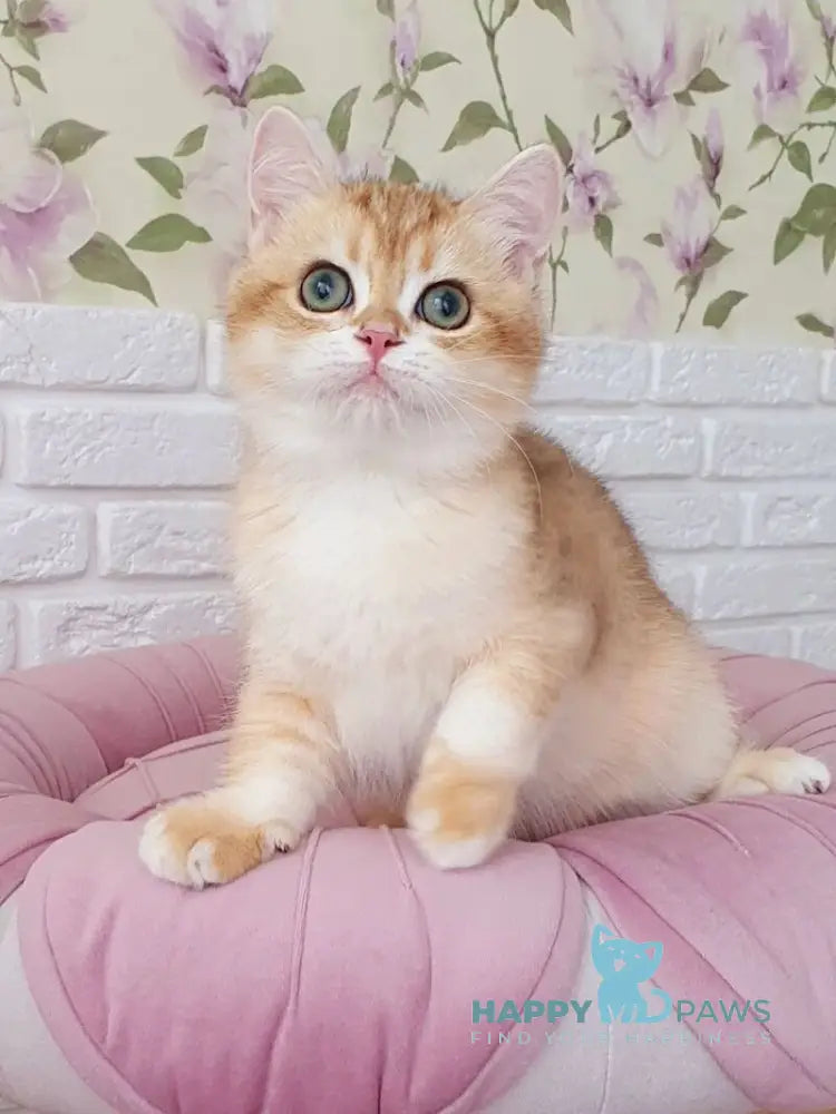 Kruasan British Shorthair male chocolate golden chinchilla live animals