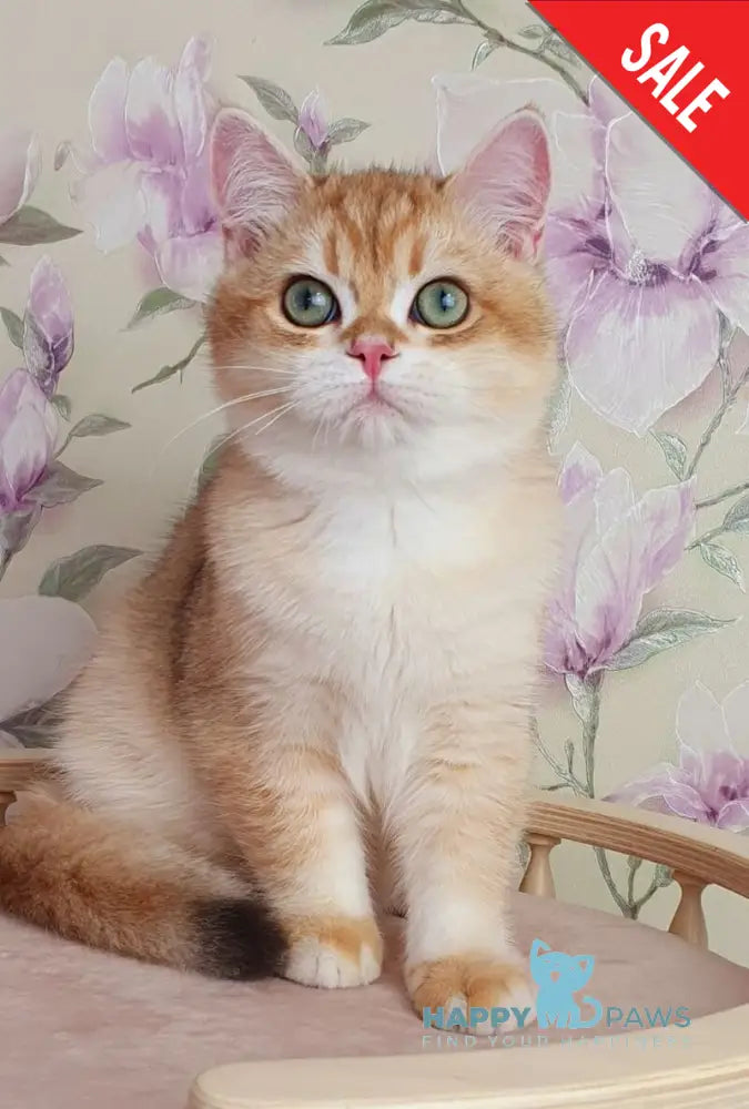 Kruasan British Shorthair male chocolate golden chinchilla live animals