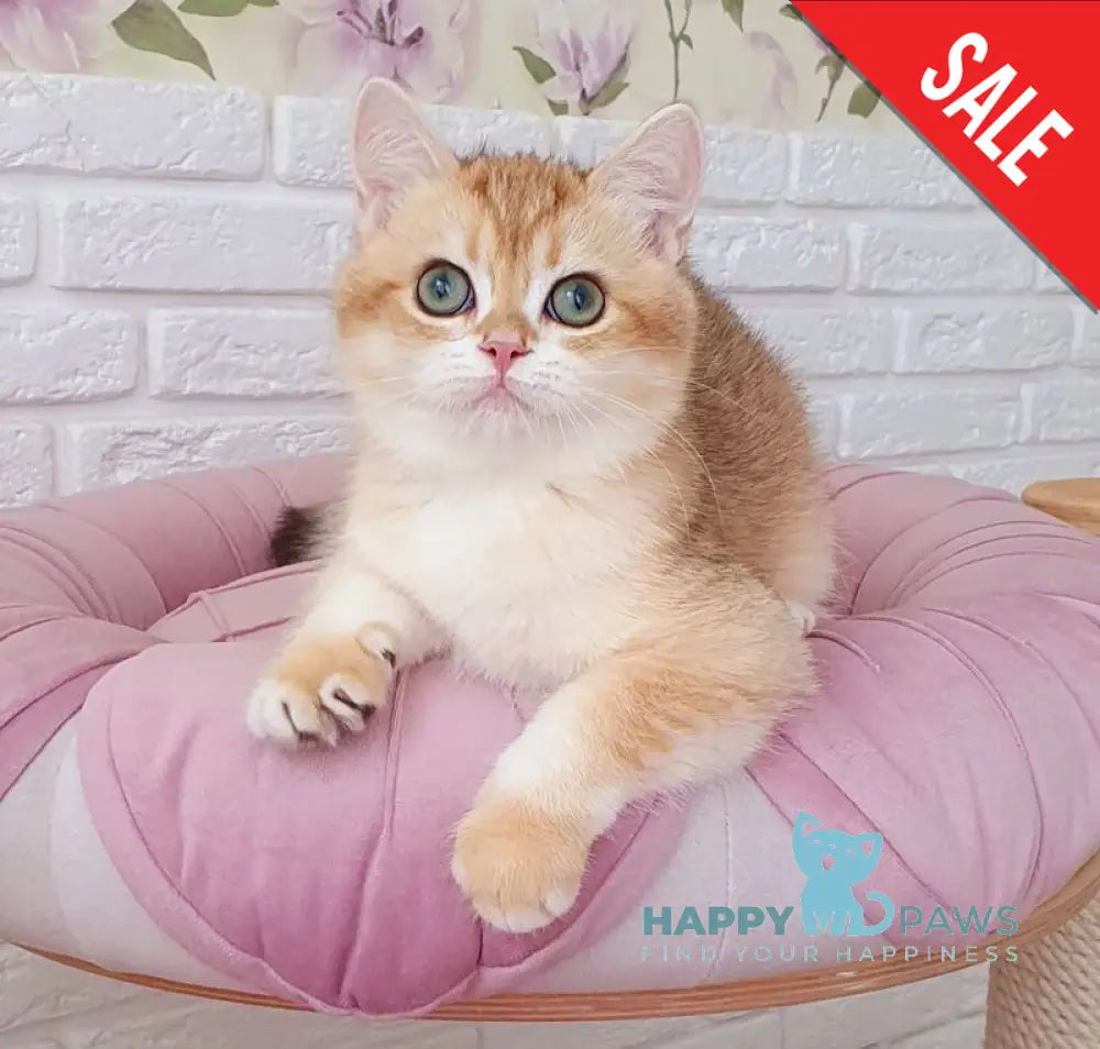 Kruasan British Shorthair male chocolate golden chinchilla live animals