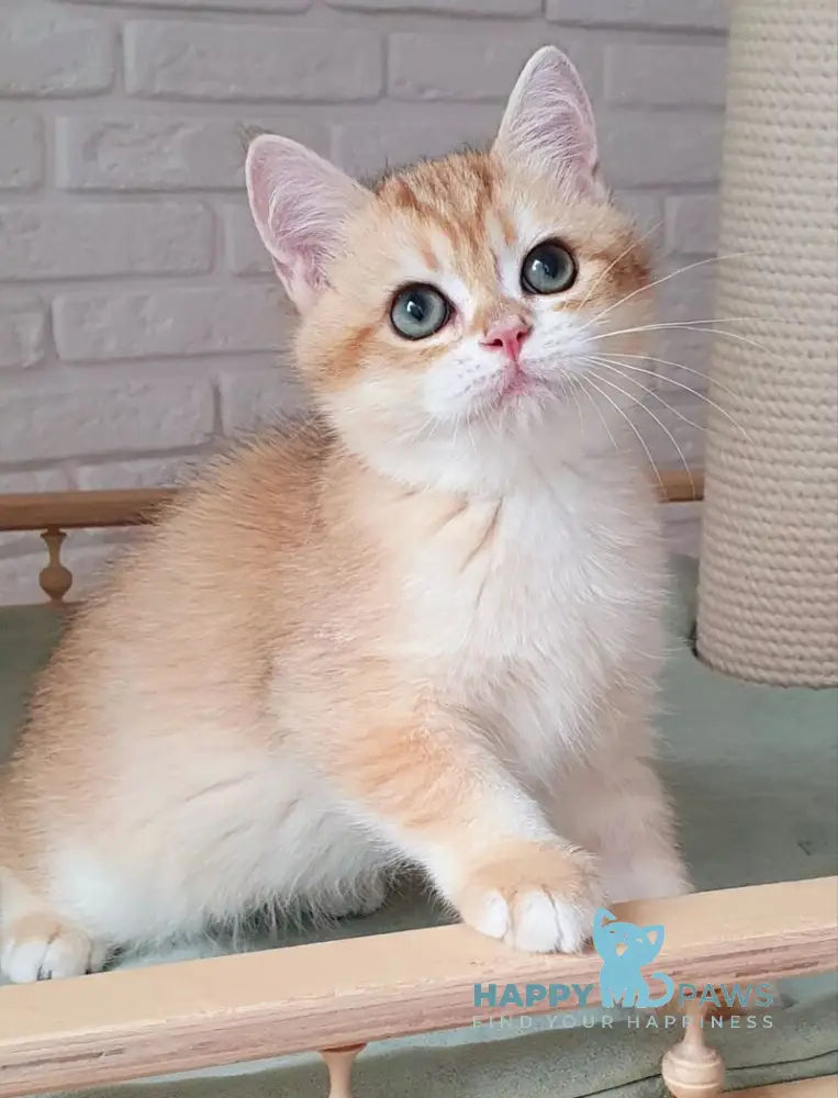 Kruasan British Shorthair male chocolate golden chinchilla live animals
