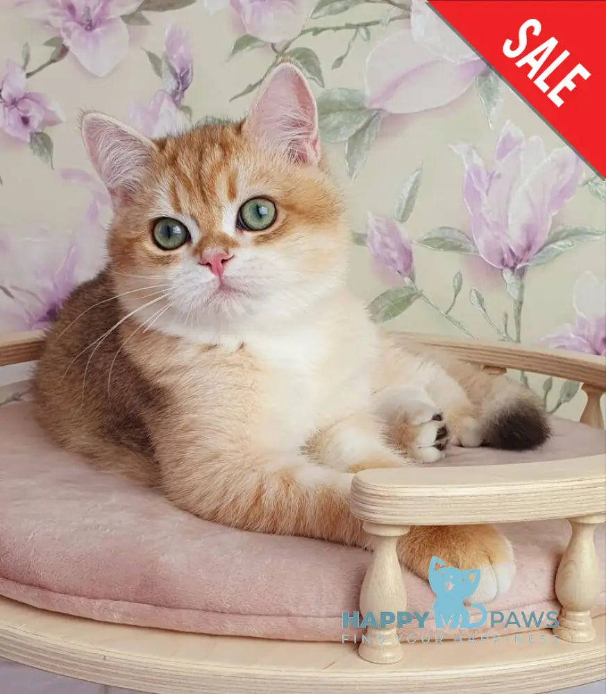 Kruasan British Shorthair male chocolate golden chinchilla live animals