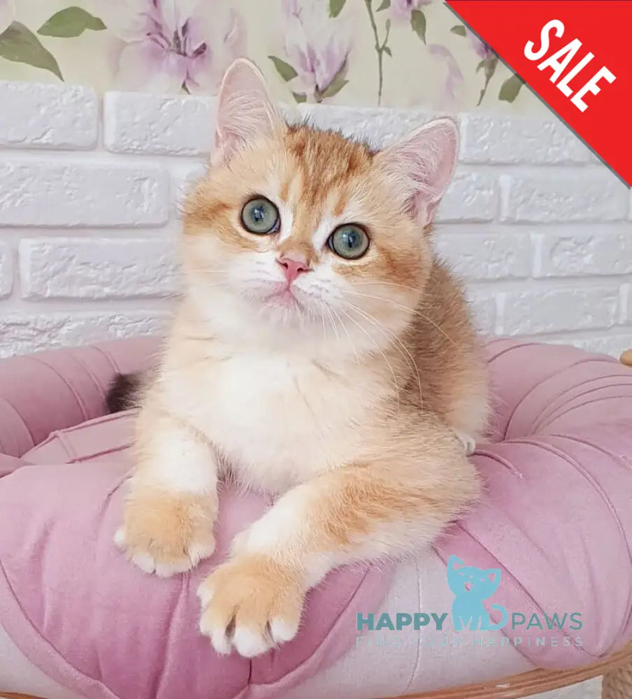 Kruasan British Shorthair male chocolate golden chinchilla live animals