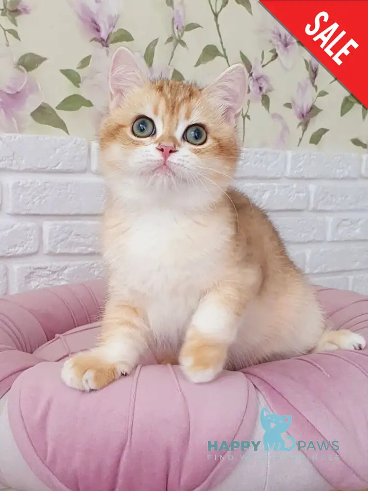 Kruasan British Shorthair male chocolate golden chinchilla live animals