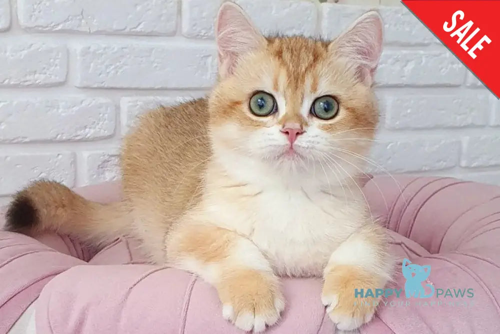 Kruasan British Shorthair male chocolate golden chinchilla live animals