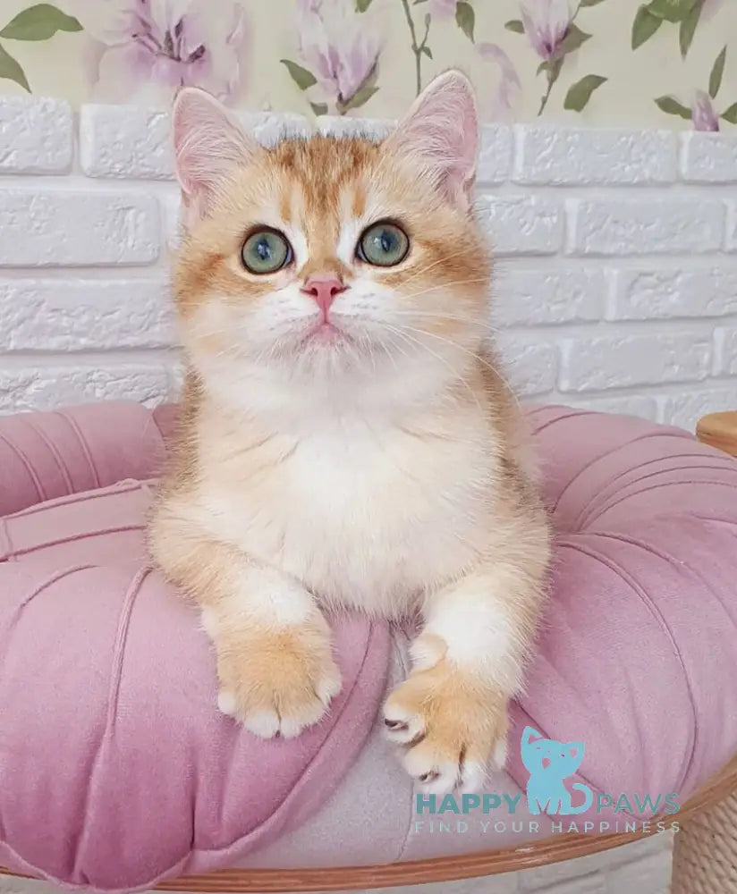 Kruasan British Shorthair male chocolate golden chinchilla live animals