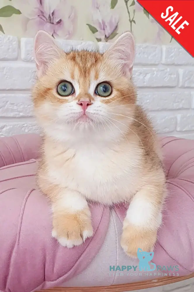 Kruasan British Shorthair male chocolate golden chinchilla live animals