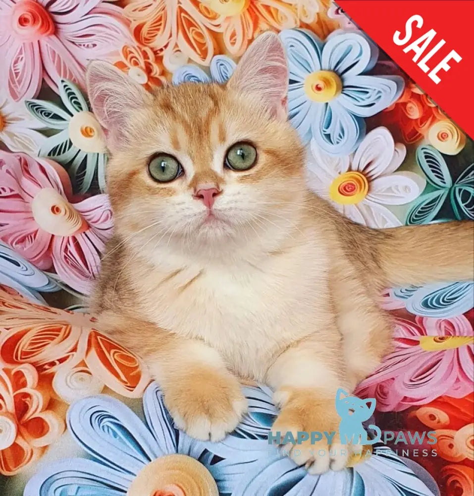 Kruasan British Shorthair male chocolate golden chinchilla live animals