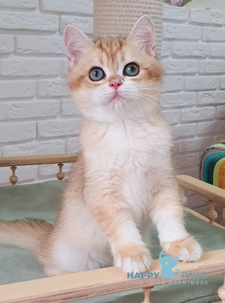 Kruasan British Shorthair male chocolate golden chinchilla live animals