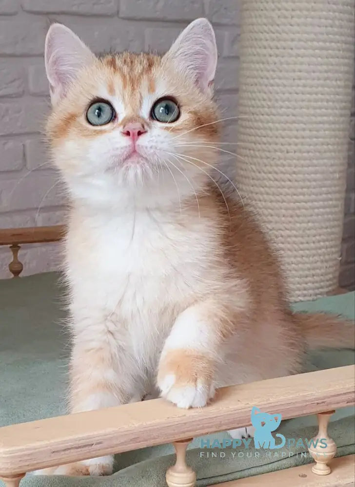 Kruasan British Shorthair male chocolate golden chinchilla live animals