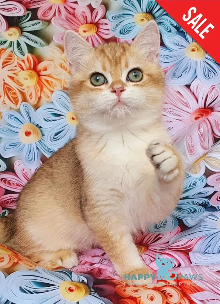 Kruasan British Shorthair male chocolate golden chinchilla live animals