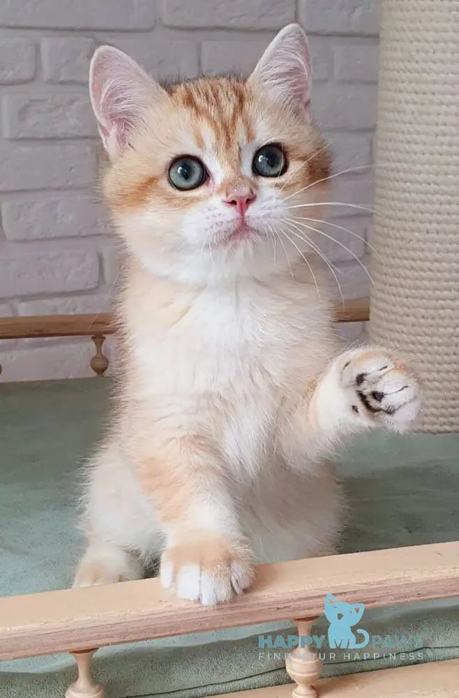 Kruasan British Shorthair male chocolate golden chinchilla live animals