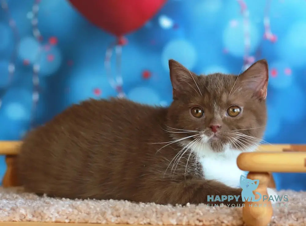 Kruasan British Shorthair male cinnamon bicolour live animals