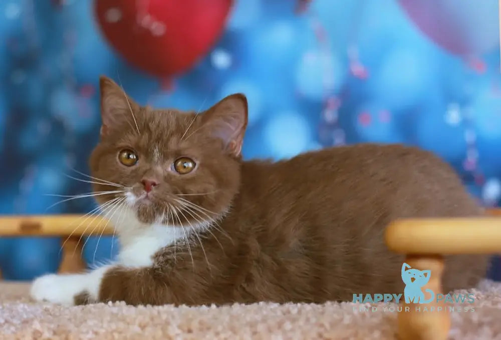 Kruasan British Shorthair male cinnamon bicolour live animals