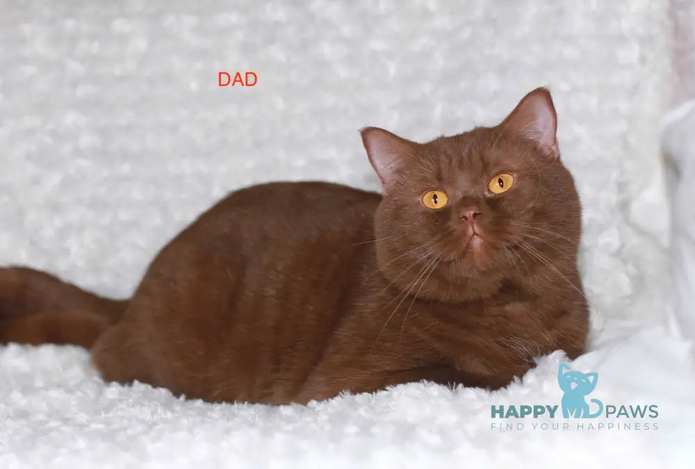 Kruasan British Shorthair male cinnamon bicolour live animals