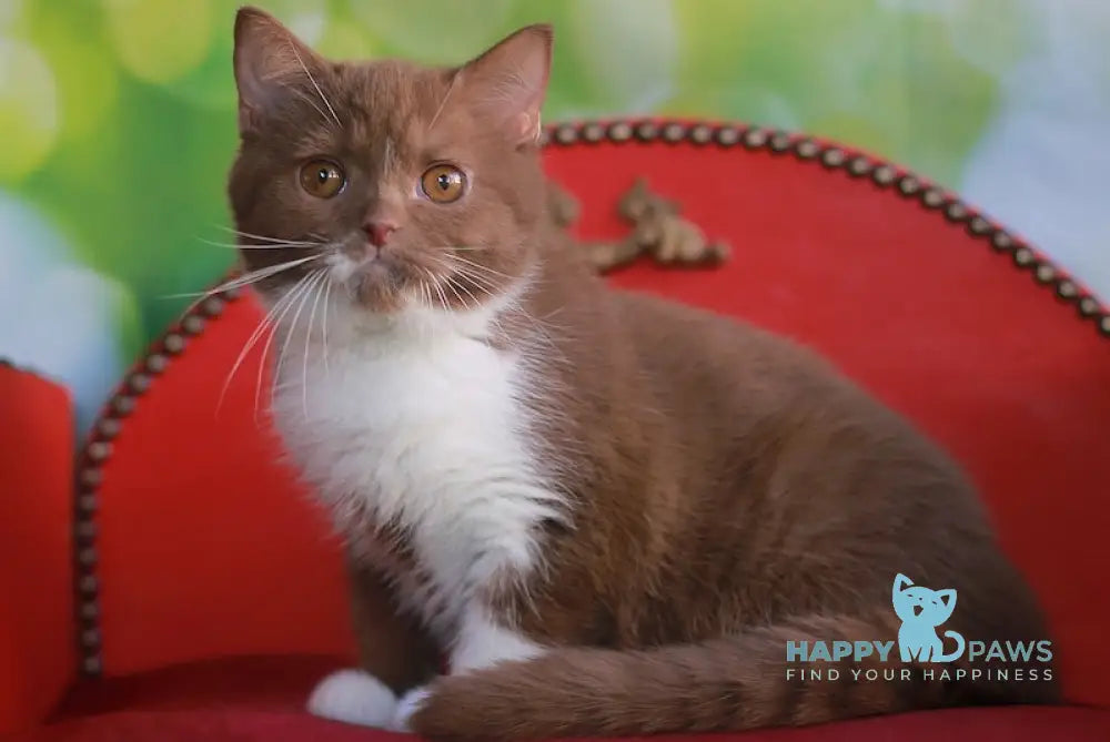 Kruasan British Shorthair male cinnamon bicolour live animals