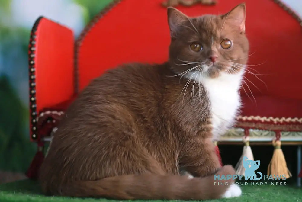 Kruasan British Shorthair male cinnamon bicolour live animals