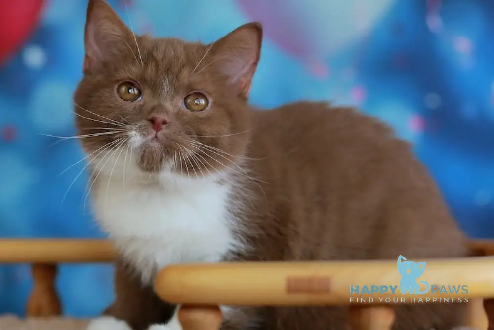 Kruasan British Shorthair male cinnamon bicolour live animals