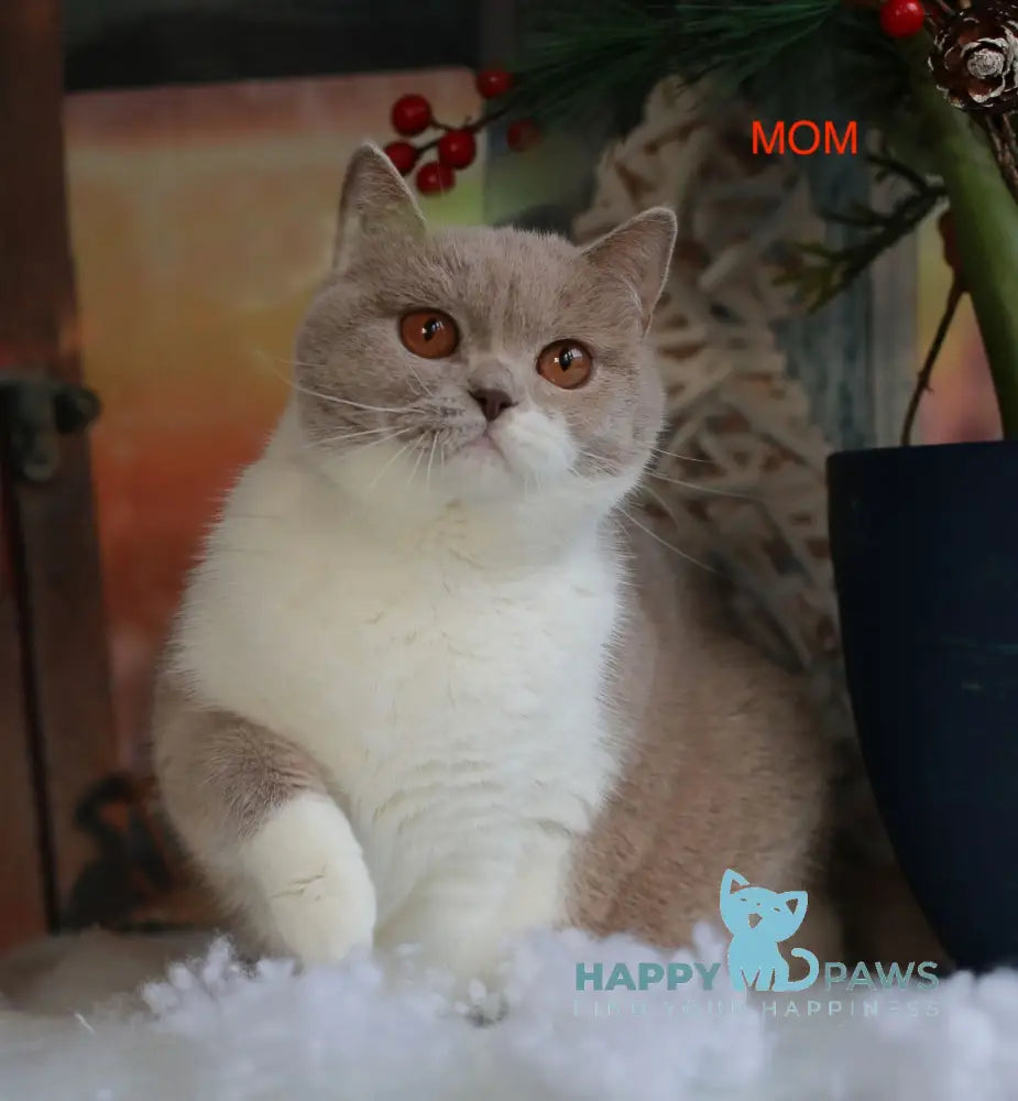 Kruasan British Shorthair male cinnamon bicolour live animals
