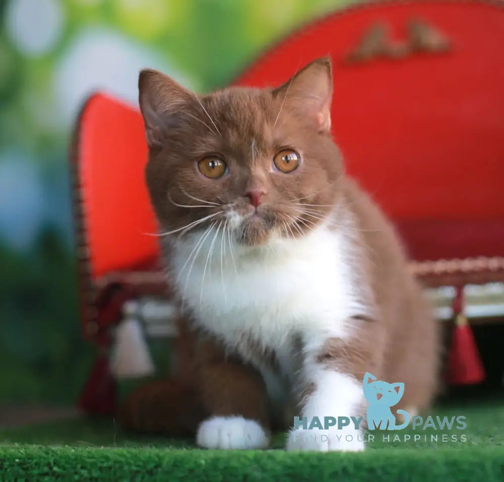 Kruasan British Shorthair male cinnamon bicolour live animals