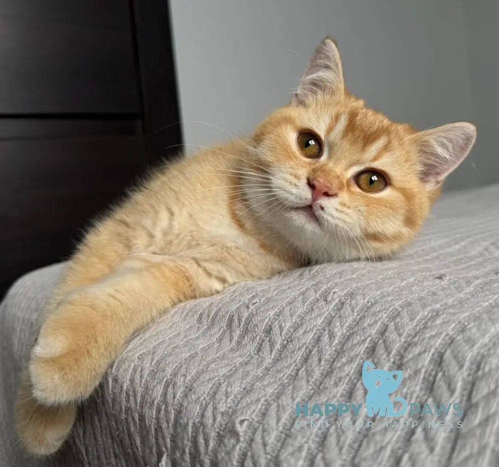 Kruassan British Shorthair male red chinchilla live animals