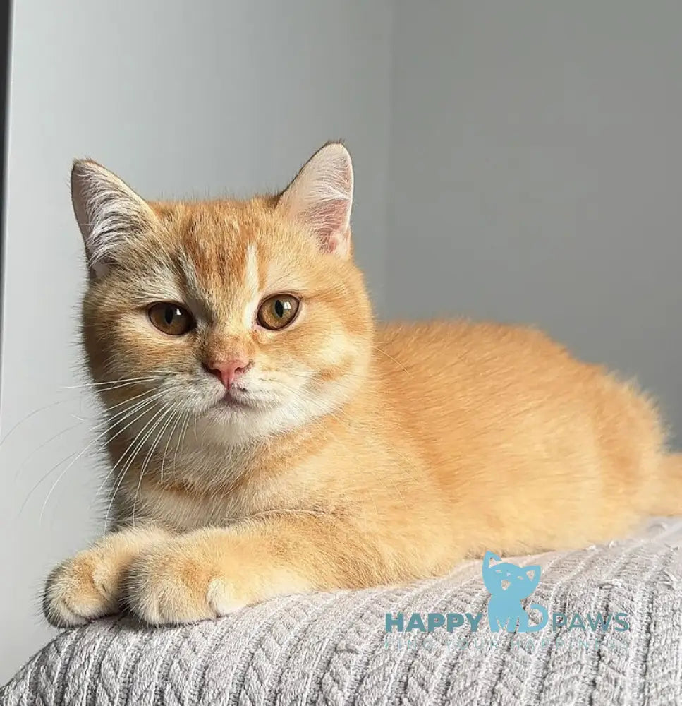 Kruassan British Shorthair male red chinchilla live animals