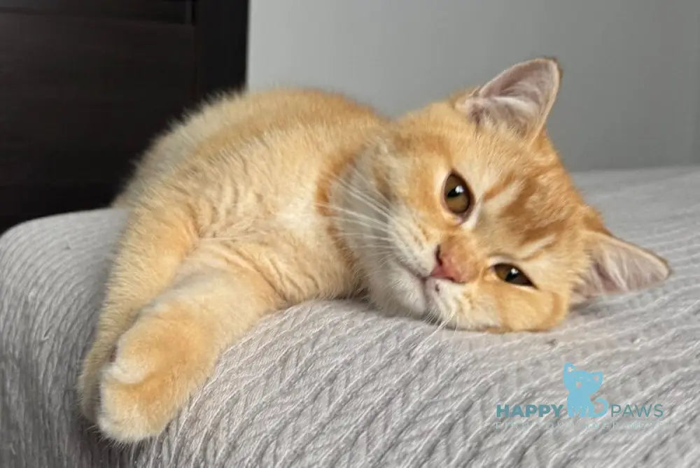 Kruassan British Shorthair male red chinchilla live animals