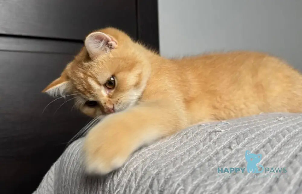 Kruassan British Shorthair male red chinchilla live animals