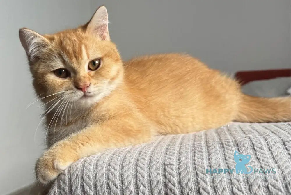 Kruassan British Shorthair male red chinchilla live animals