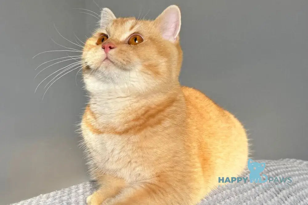 Kruassan British Shorthair male red ticked tabby live animals