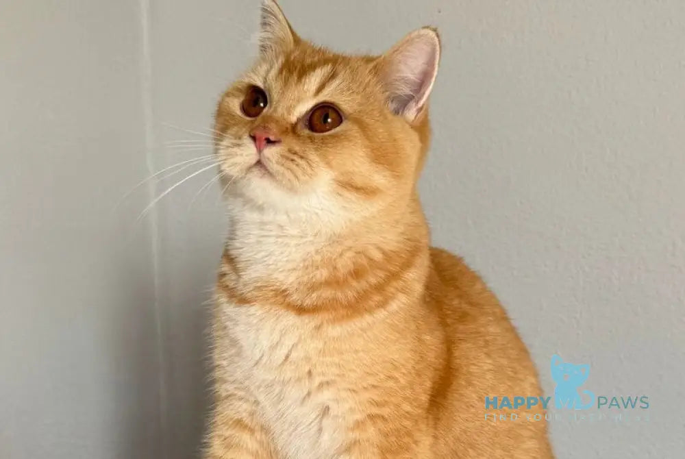 Kruassan British Shorthair male red ticked tabby live animals