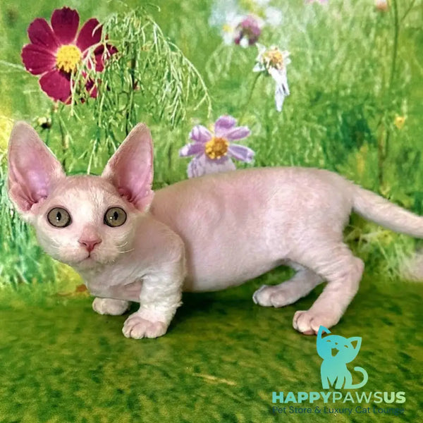Kruz Devon Rex male white - live animals