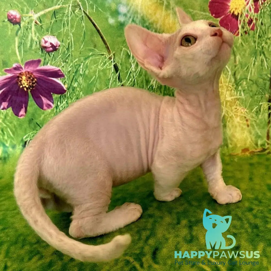 Kruz Devon Rex male white - live animals