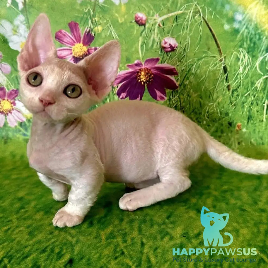 Kruz Devon Rex male white - live animals